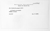 Neofusicoccum ribis image
